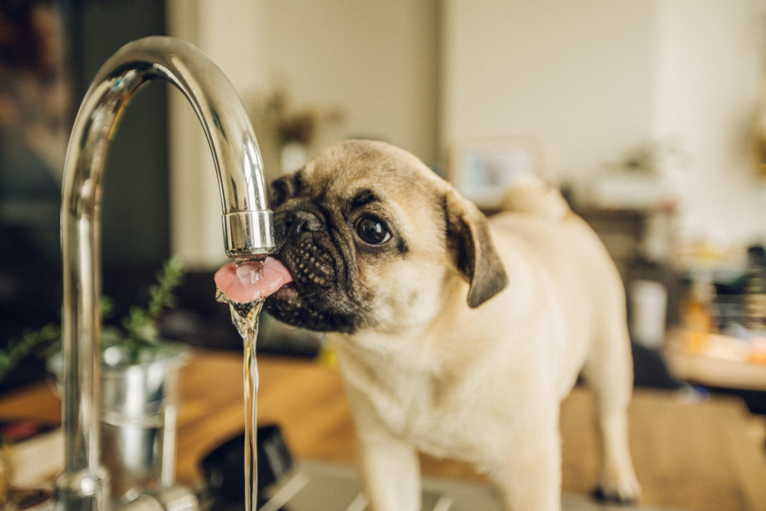 HOW SAFE IS TAP WATER FOR YOUR DOG?