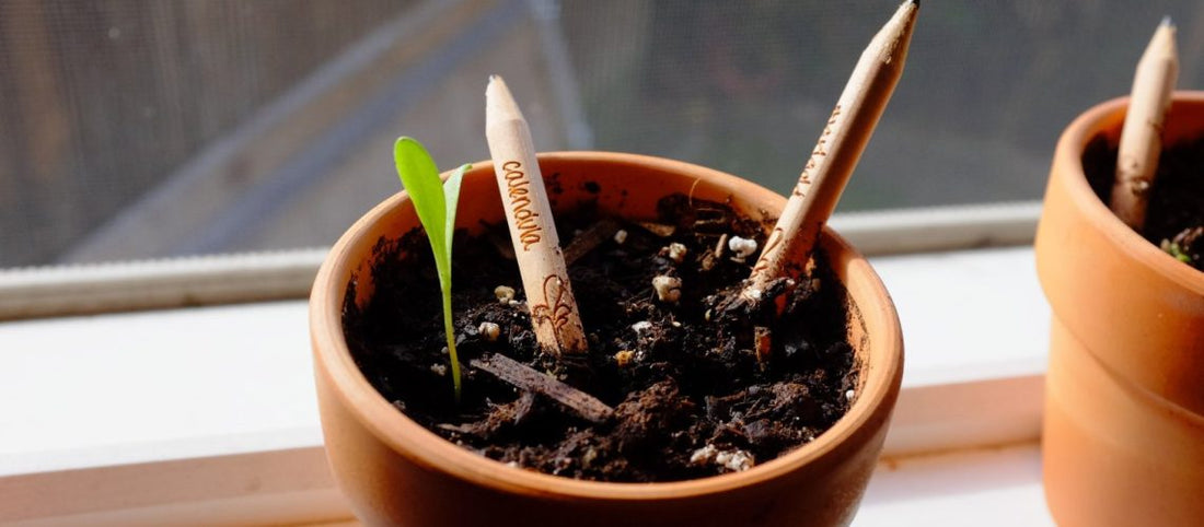 The first pencil with seed that you can plant