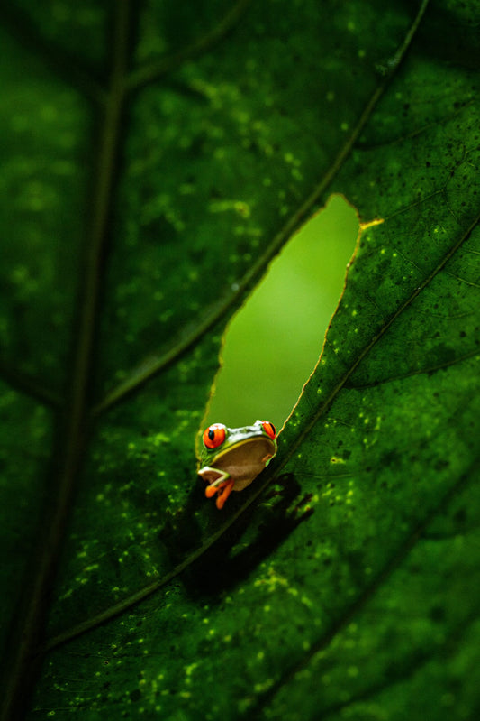 Biodiversity Loss