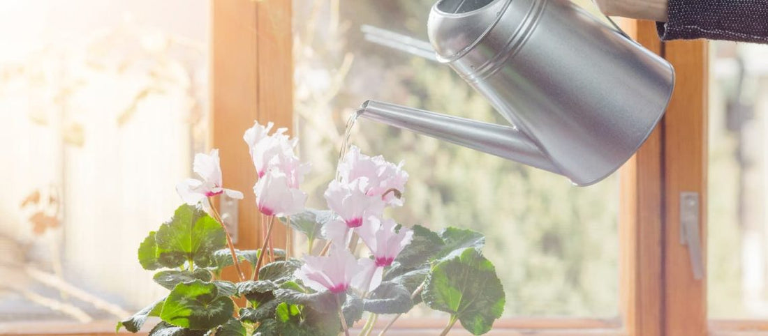 How to remove limescale and chlorine from water for watering plants
