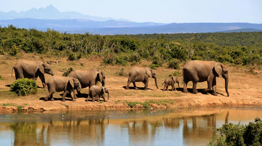 Can I drink the Tap Water in South Africa? What is the best water filter for South Africa?