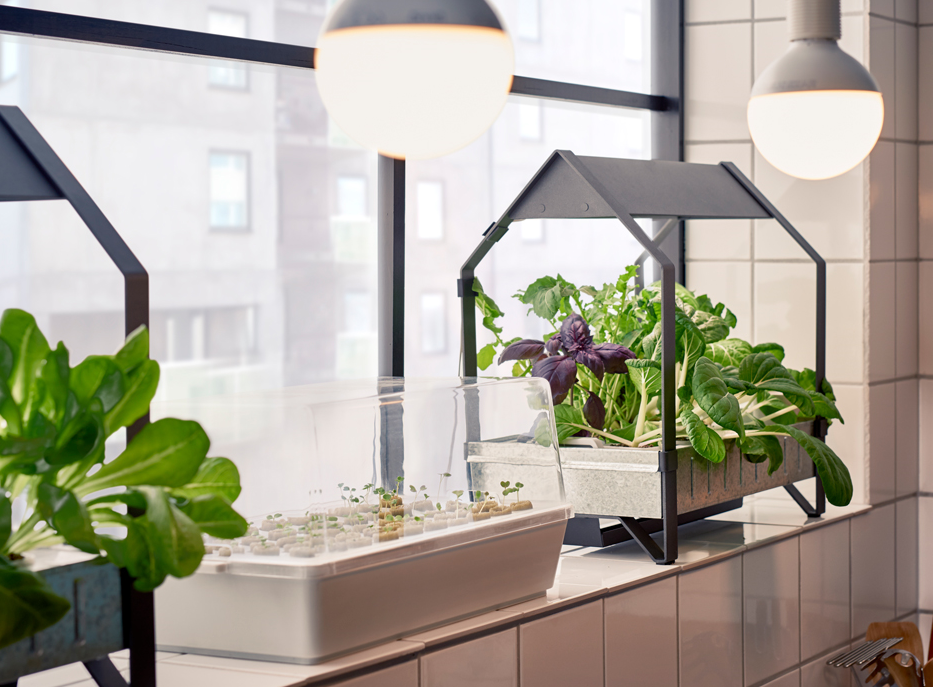 sustainable home tips plants